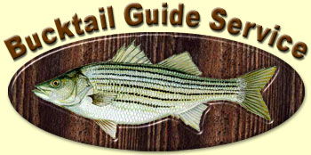 Striper & Hybrid Bass Fishing Charters